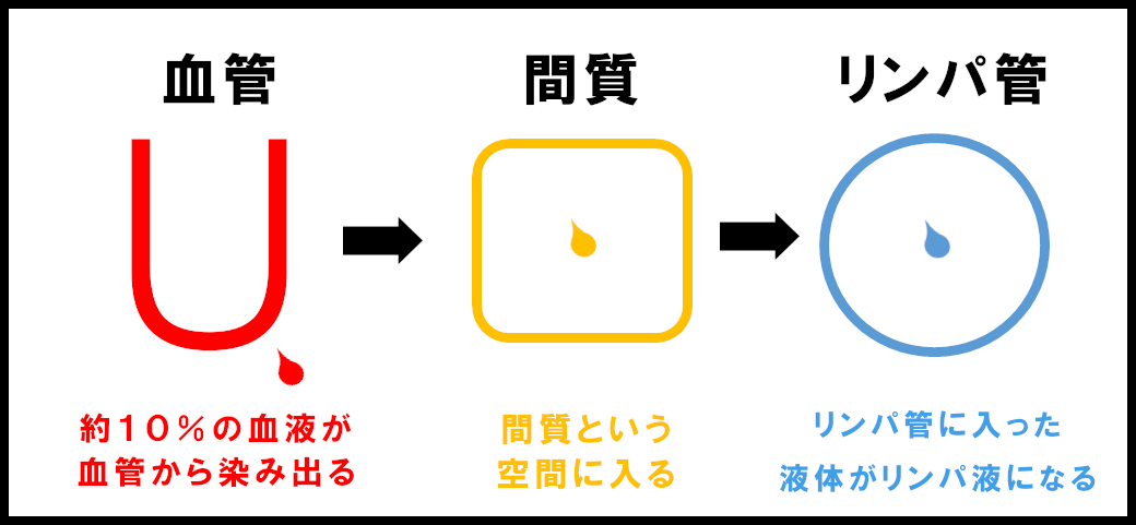 リンパの構造