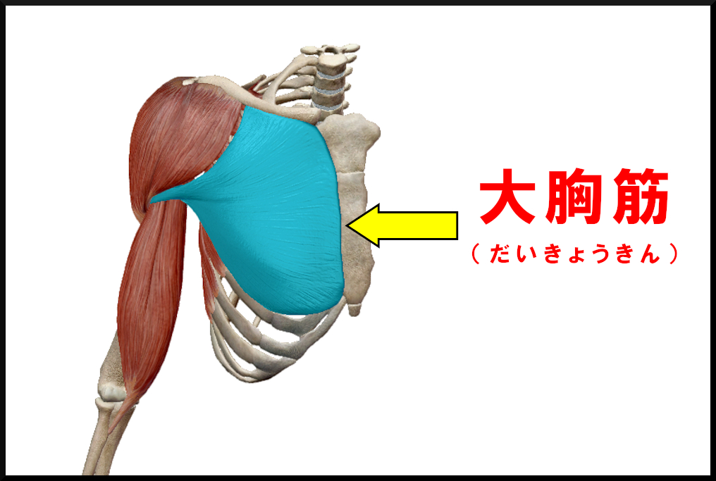 大胸筋