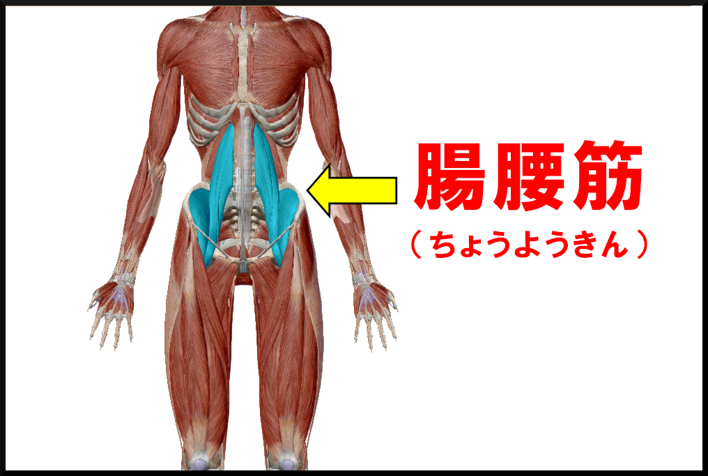 腸腰筋