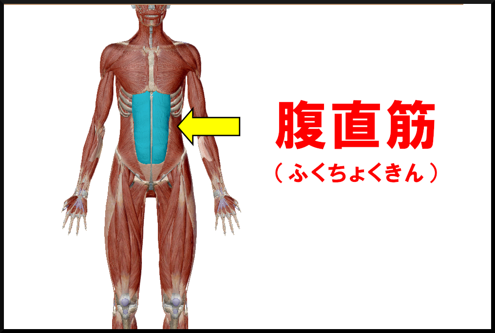 腹直筋