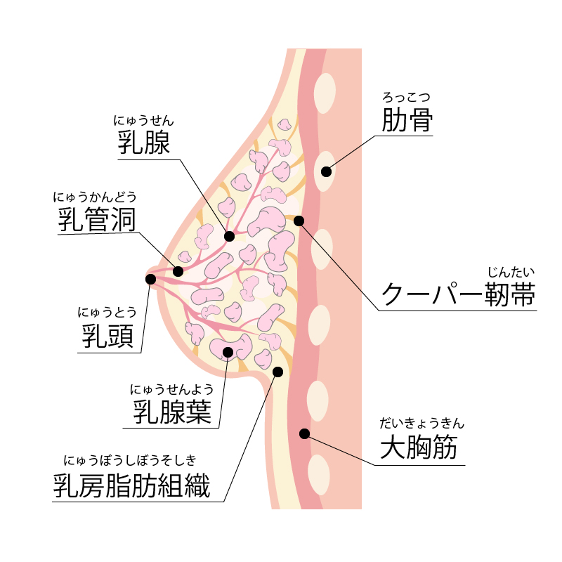 胸の構造