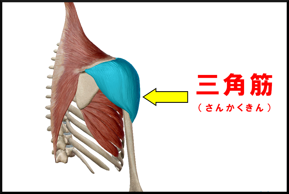 三角筋