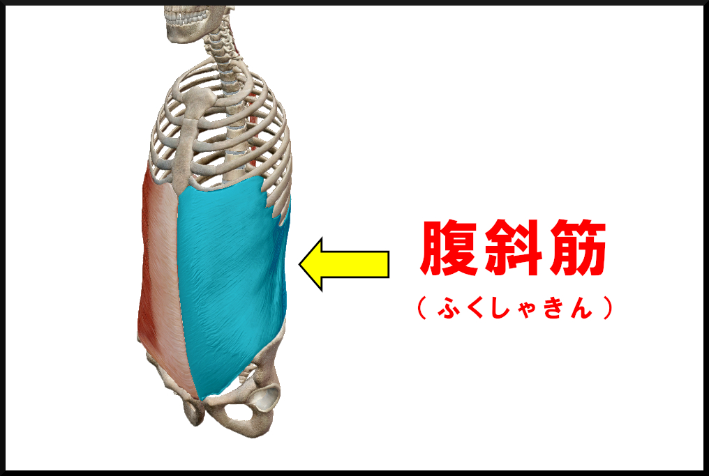 腹斜筋