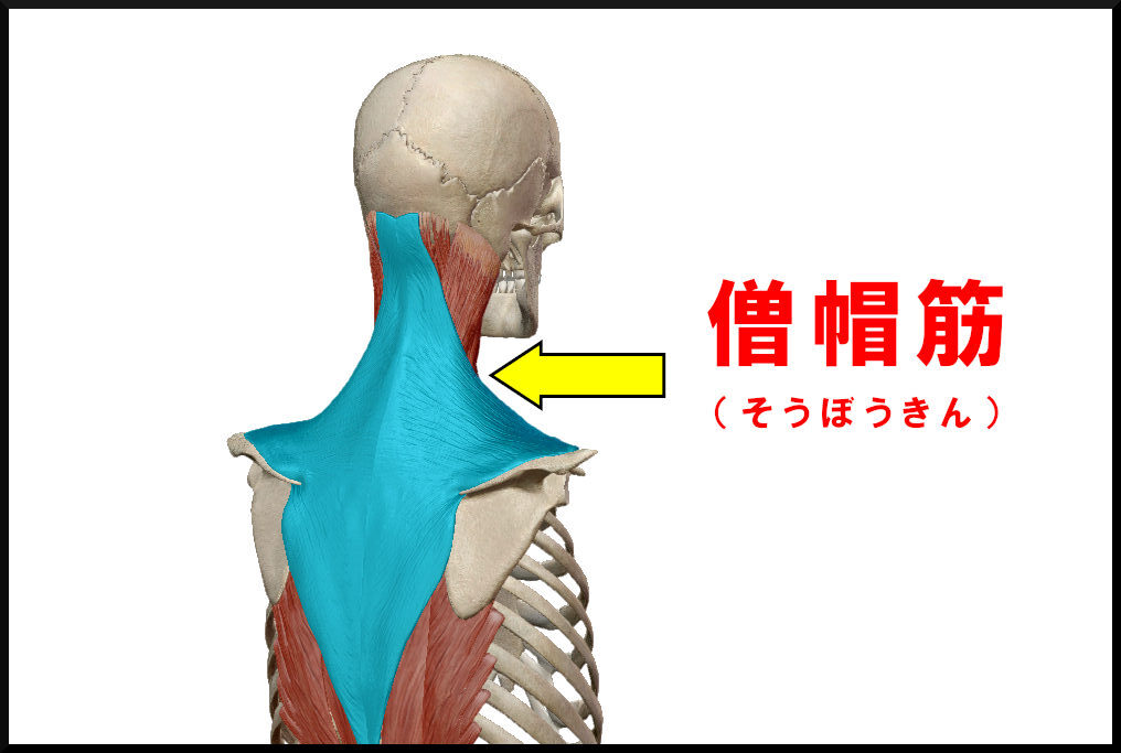 僧帽筋