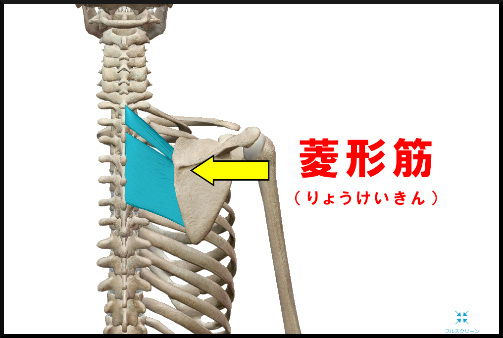 菱形筋